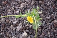 Vesuv: im vulkanischen Geröll blüht‘s