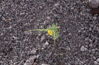 Vesuv: im vulkanischen Geröll blüht‘s