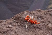 Promo für die Pienello-Tomaten