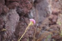 Es blüht am Kraterrand