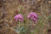 Es blüht am Kraterrand
