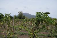Weinreben vor dem Vesuv