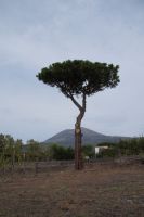 Plinius der Jüngere beschrieb in einem Brief an Tacitus die nach ihm benannte plinianische Erruption, die er mit einer Schirmpinie verglich. Schirmpinie vor dem Vesuv