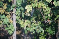 Hier wachsen weißer und roter Wein durcheinander 