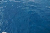 Schwarze Fische im blauen Wasser des kleinen Hafens von Lipari 