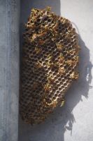 lipariotische Wespen