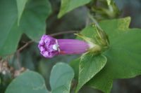 Wäre die Spinne nicht just vor mir aus der Blüte herausgekrabbelt, ich hätte sie nicht gesehen.