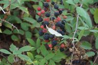 Die schwarzen waren nachher weg. 