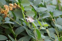 Eine Kapernblüte - die Orchidee Siziliens