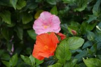 Hibiskusblüten auf Panarea