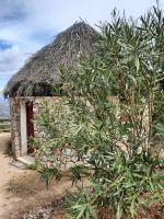 Hirtenessen im Inselinneren bei Orgosolo