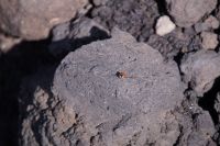 tausende Marienkäfer leben in dieser vulkanischen Mondlandschaft. Wo sind die Pflanzen mit den Blattläusen, um sie zu ernähren? 