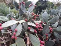 Südwestküste bei Santa Margherita di Pula (Feigenkakteen)