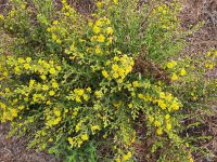 Ajaccio - korsische Macchia