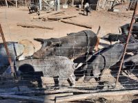 Fahrt oberhalb der Spelunca-Schlucht - Begegnung mit korsischen Schweinen...