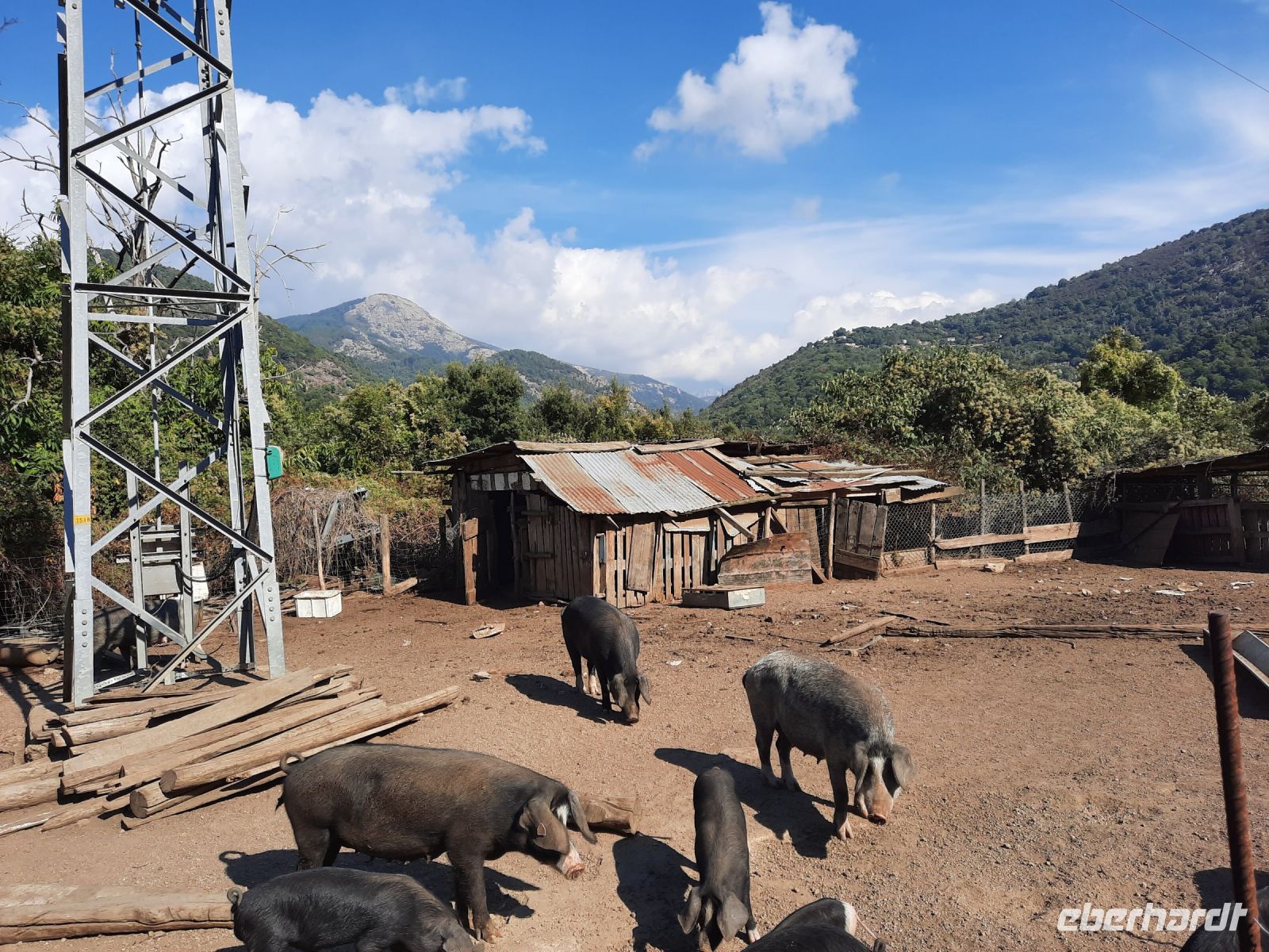 Fahrt oberhalb der Spelunca-Schlucht - Begegnung mit korsischen Schweinen...