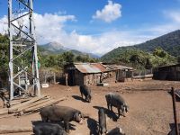 Fahrt oberhalb der Spelunca-Schlucht - Begegnung mit korsischen Schweinen...