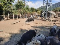 Fahrt oberhalb der Spelunca-Schlucht - Begegnung mit korsischen Schweinen...