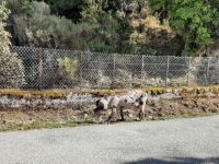 Fahrt oberhalb der Spelunca-Schlucht - Begegnung mit korsischen Schweinen...