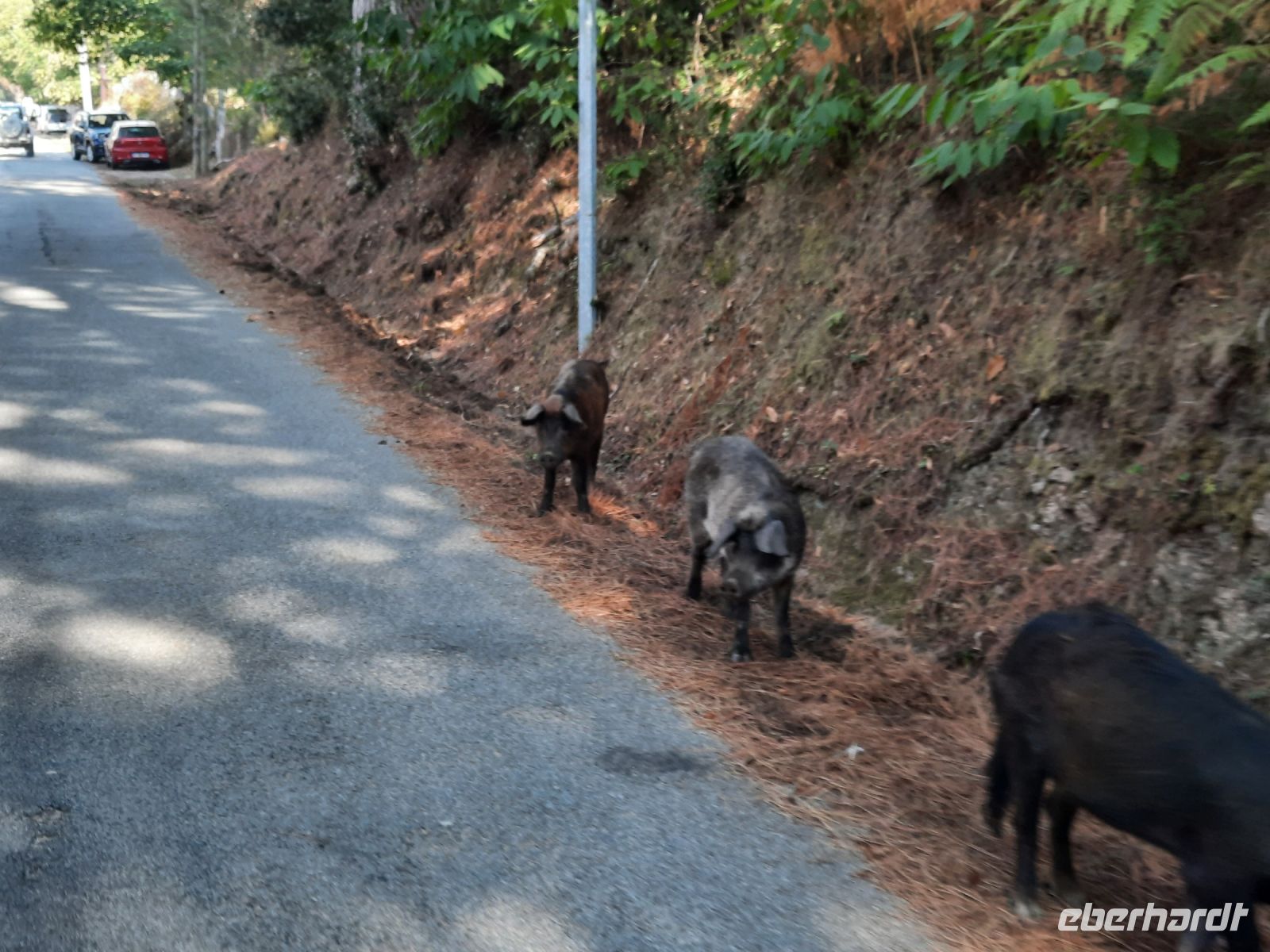 Fahrt oberhalb der Spelunca-Schlucht - Begegnung mit korsischen Schweinen...