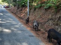 Fahrt oberhalb der Spelunca-Schlucht - Begegnung mit korsischen Schweinen...