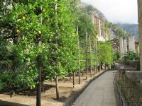  Zitronengarten in Limone