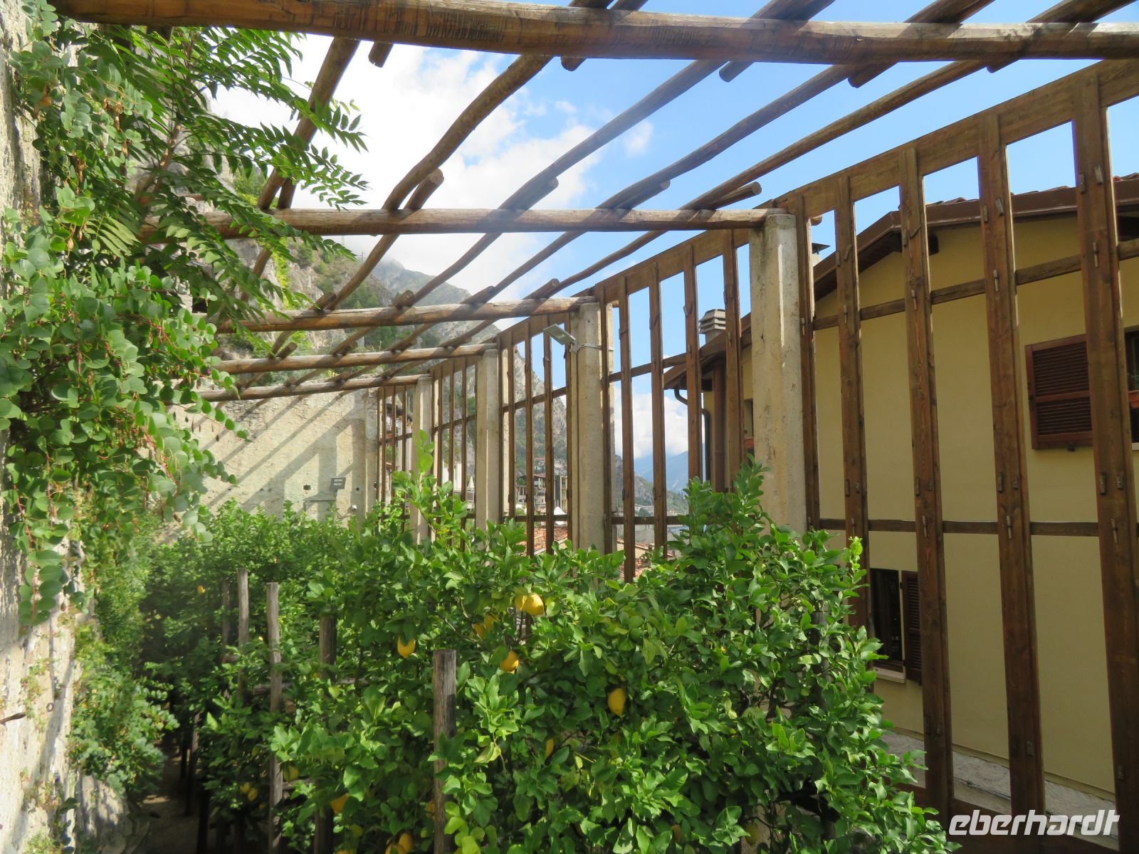  Schutzgitter für Zitruspflanzen