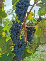 5-5a 20210915 133843