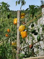 7-1d 20210917 090938