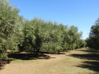 Olivenplantage - Limbadi - Kalabrien
