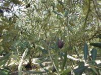 Olivenplantage 
