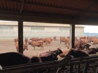 robust und schön...