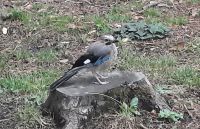  Monte Limbara - Gallura- Eichelher