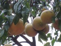 pralle Früchte am Baum im Winter