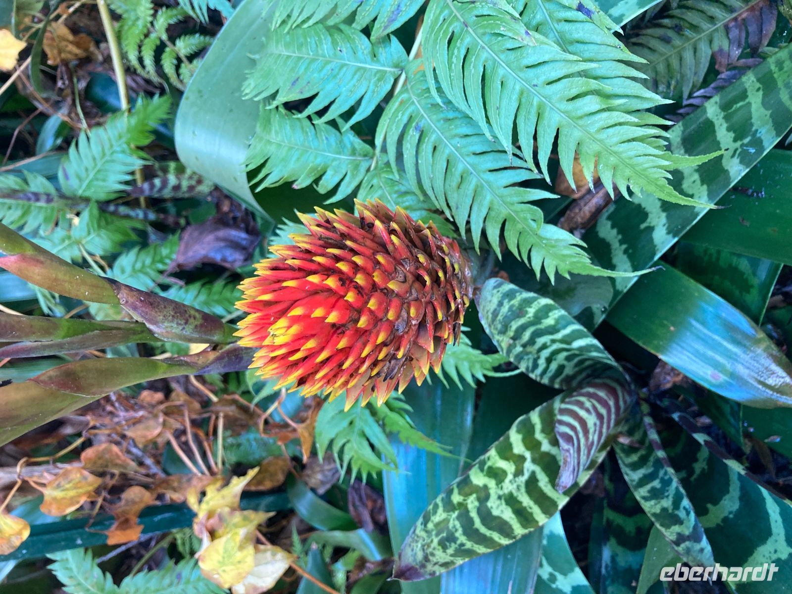 im Botanischen Garten