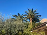 Palmen beeindrucken uns immer wieder