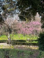 Kirschblüte im Vatikanischen Garten