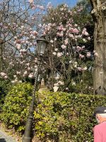 Magnolienblüte in Vatikanischen Gärten