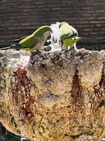 Bewohner der Vatikanischen Gärten