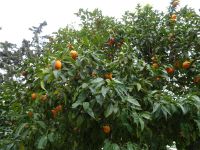 Sizilien - Orangenbaum