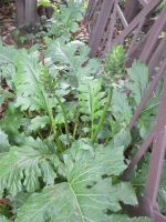 Akanthuspflanze im Forum Romanum