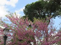 Vatikanische Gärten: Judasbaum