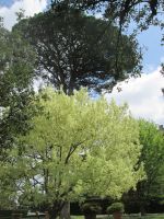 Vatikanische Gärten