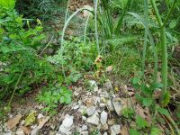 Wanderung auf der sorrentinischen Halbinsel, Hummelorchidee