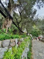 Wanderung auf der sorrentinischen Halbinsel, Olivenhain