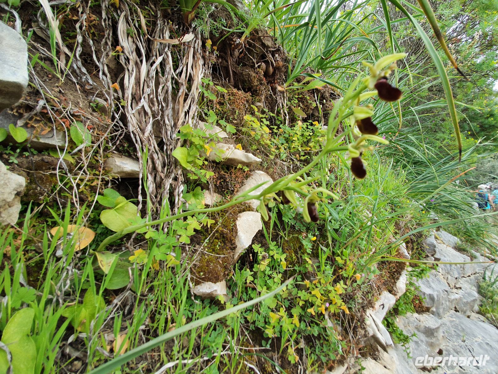 Wanderung auf der sorrentinischen Halbinsel