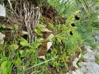 Wanderung auf der sorrentinischen Halbinsel