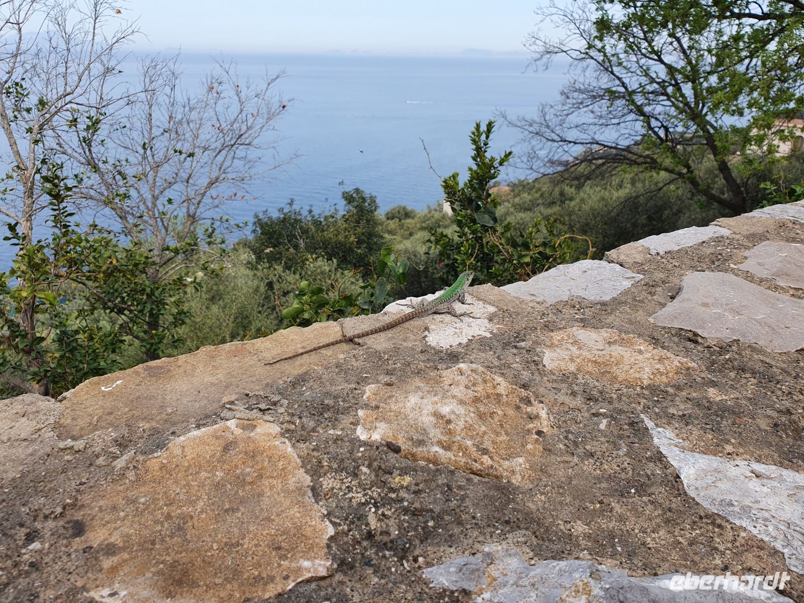 Wanderung auf der sorrentinischen Halbinsel, Echse