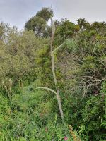 Wanderung auf der sorrentinischen Halbinsel, Ferula (Kreuzstab)
