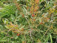 Wanderung auf der sorrentinischen Halbinsel, Mastix